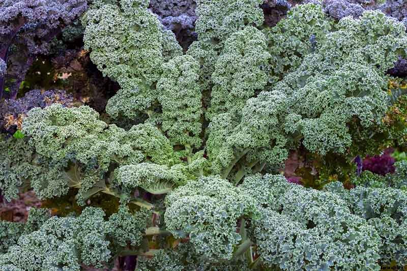 Kale Spacing: How Far Apart to Plant for the Best Harvest