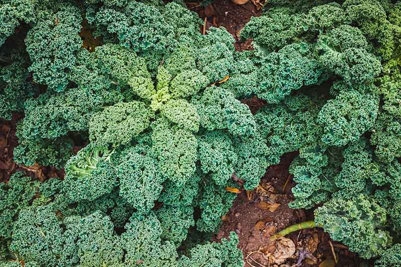 Kale Spacing: How Far Apart to Plant for the Best Harvest