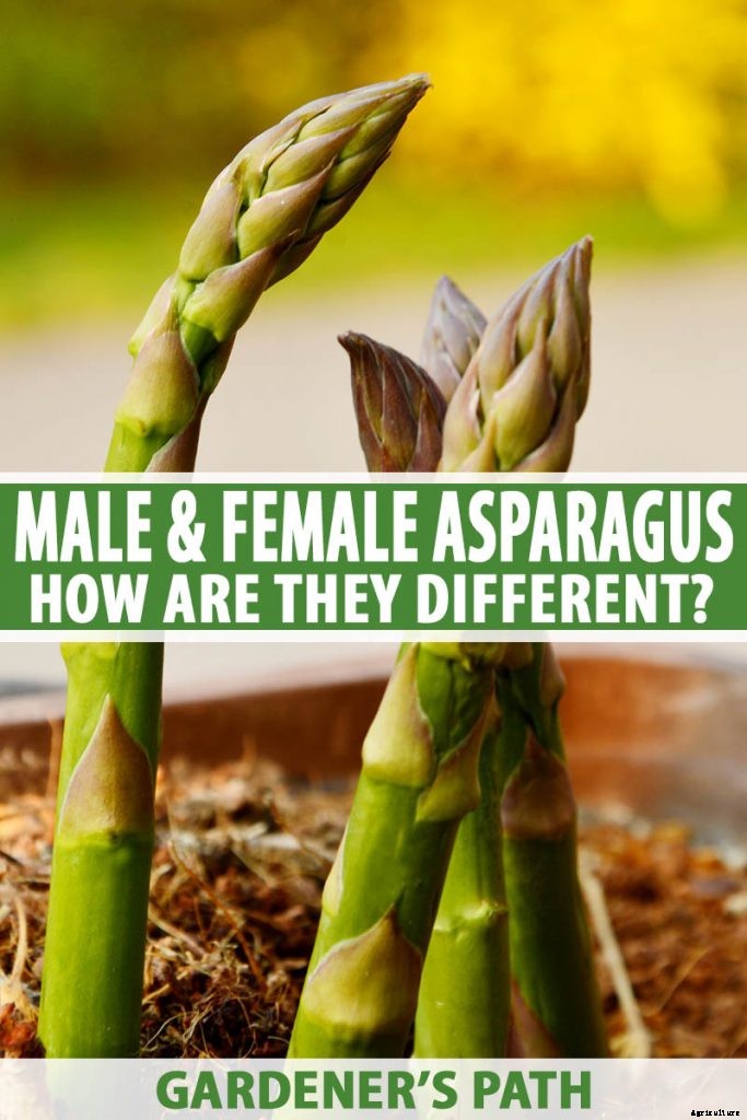 What’s the Difference Between Male and Female Asparagus Plants?