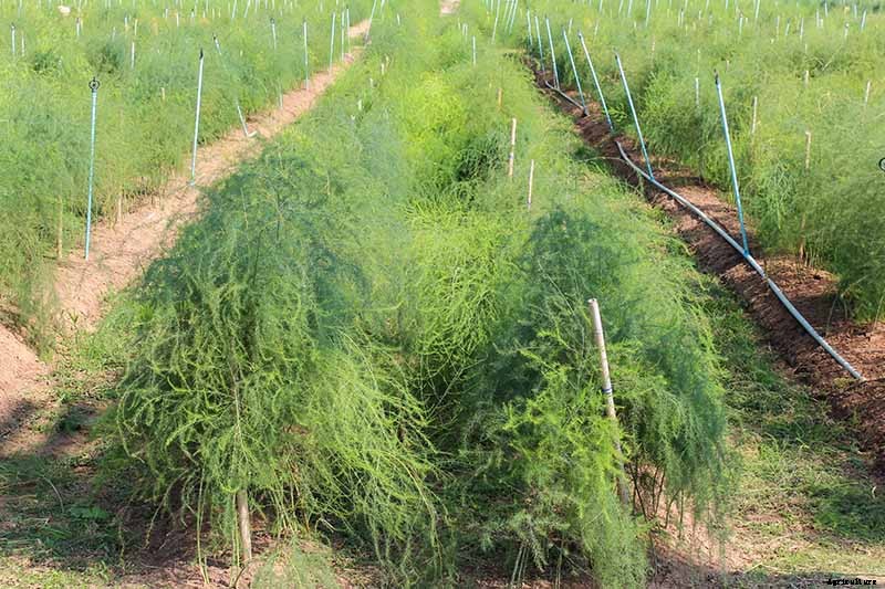 What’s the Difference Between Male and Female Asparagus Plants?