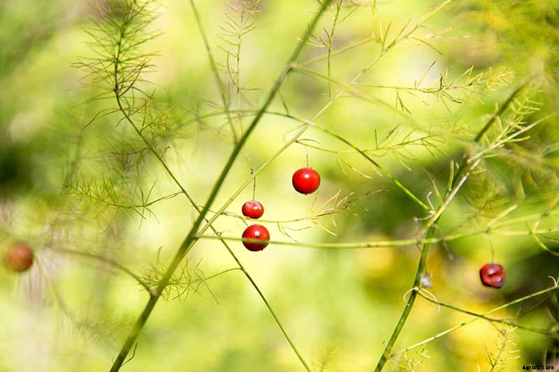What’s the Difference Between Male and Female Asparagus Plants?
