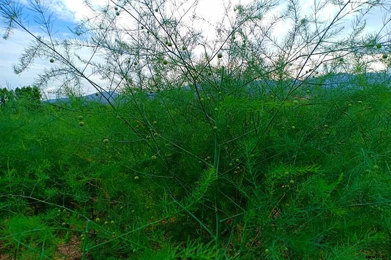 What’s the Difference Between Male and Female Asparagus Plants?