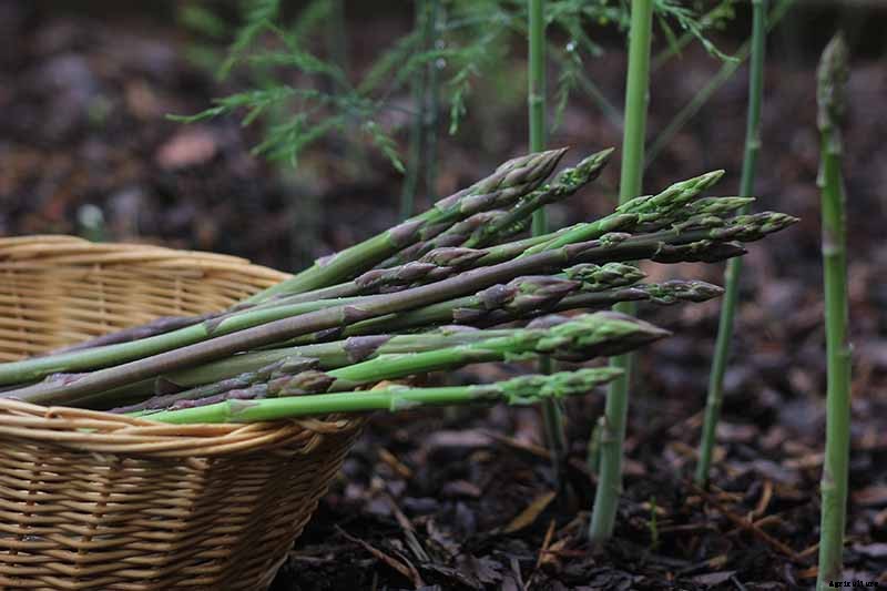 What’s the Difference Between Male and Female Asparagus Plants?