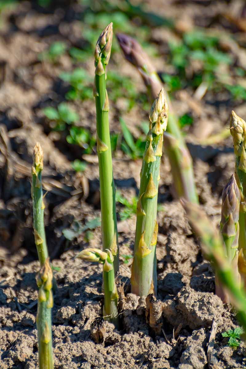 What’s the Difference Between Male and Female Asparagus Plants?