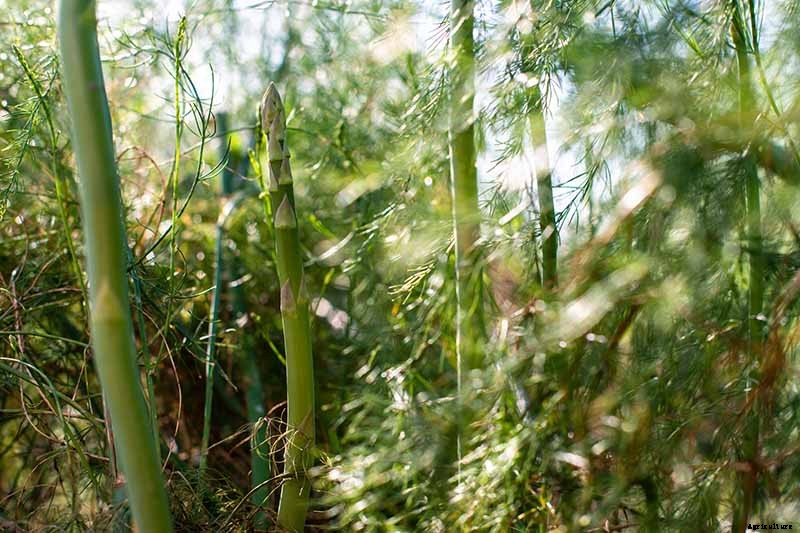 What’s the Difference Between Male and Female Asparagus Plants?
