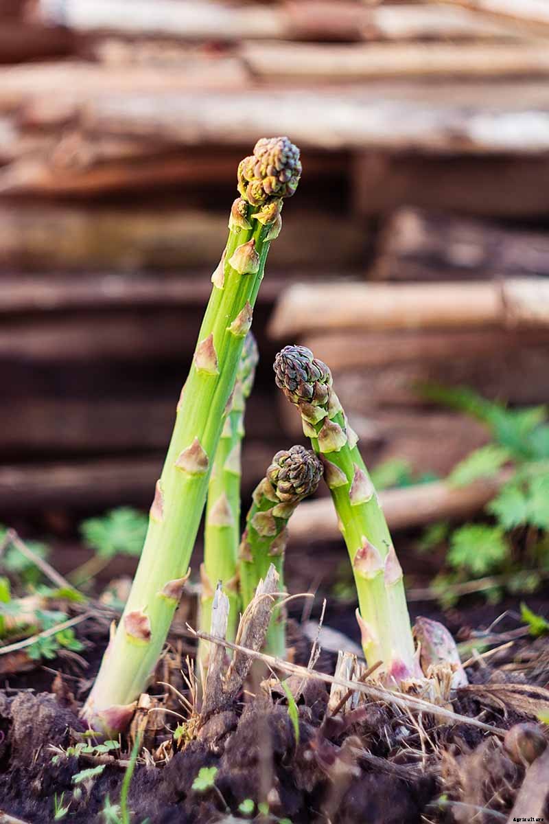 What’s the Difference Between Male and Female Asparagus Plants?
