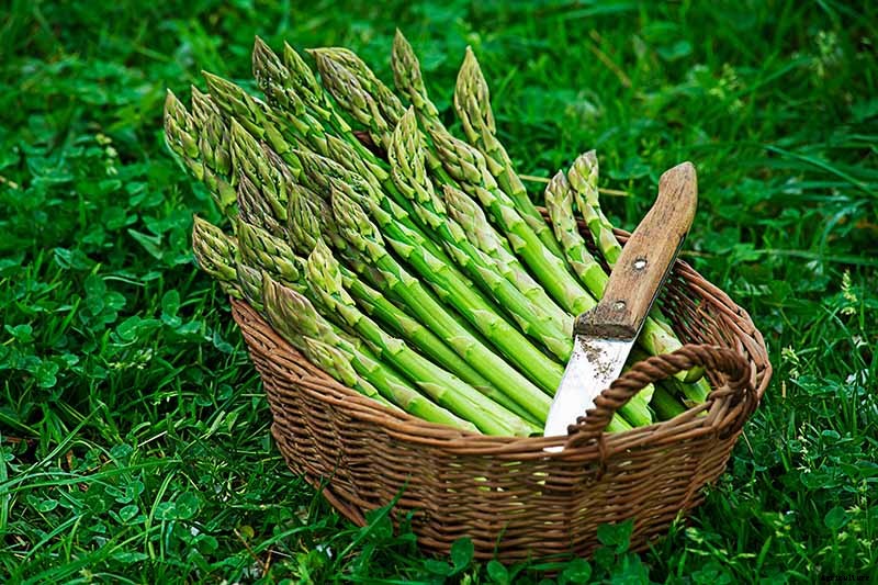 What’s the Difference Between Male and Female Asparagus Plants?