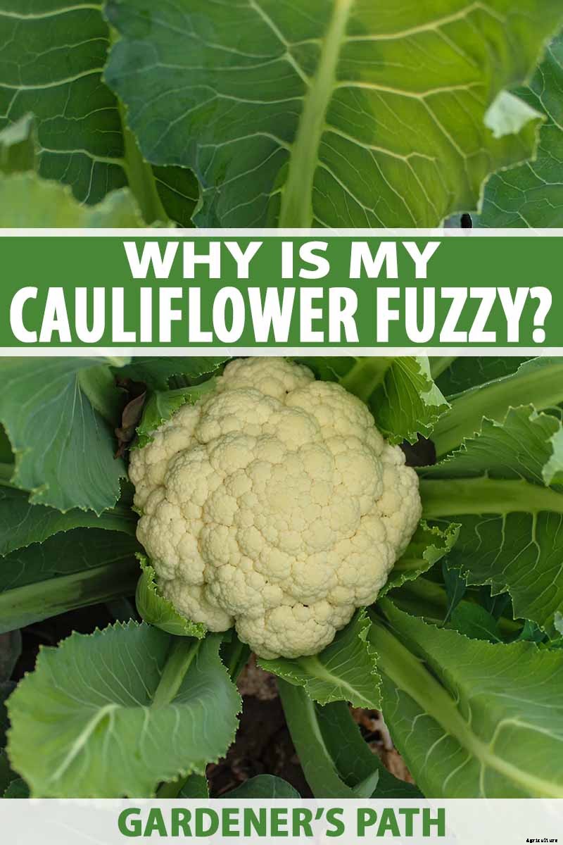 Why Is My Cauliflower Fuzzy? Troubleshooting Tips for Ricing in Curds