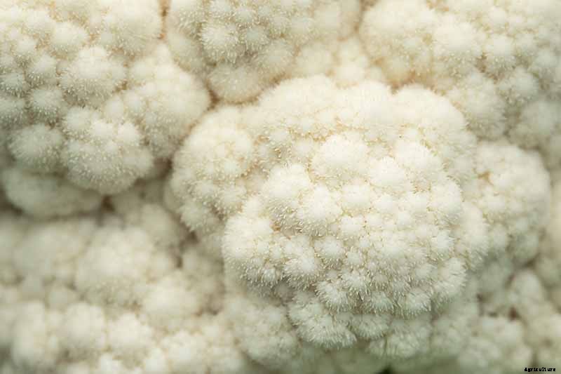 Why Is My Cauliflower Fuzzy? Troubleshooting Tips for Ricing in Curds