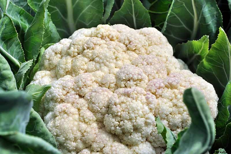 Why Is My Cauliflower Fuzzy? Troubleshooting Tips for Ricing in Curds