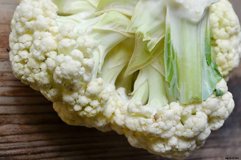 Why Is My Cauliflower Fuzzy? Troubleshooting Tips for Ricing in Curds