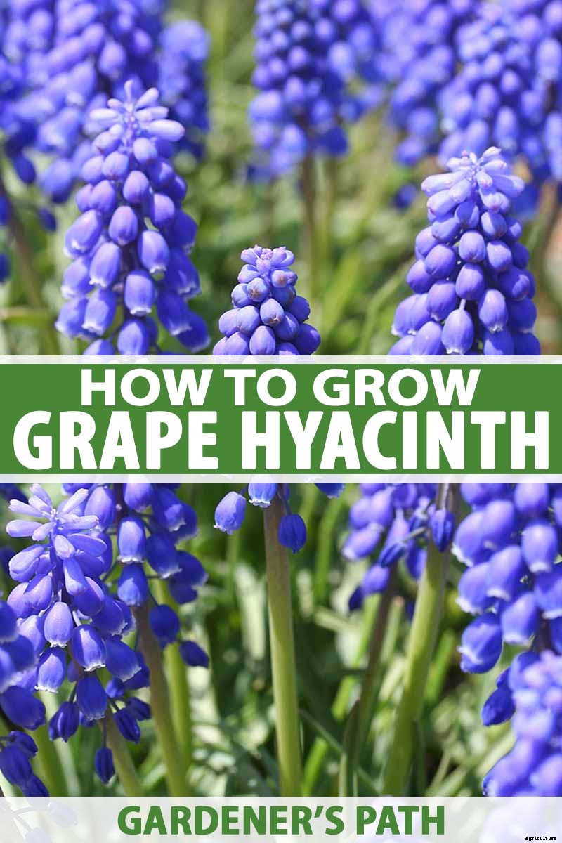 How to Grow and Care for Grape Hyacinth