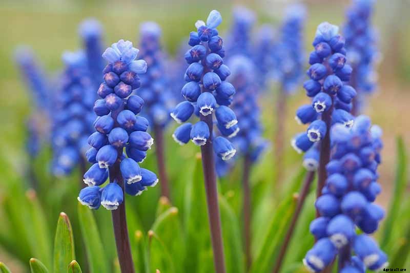 How to Grow and Care for Grape Hyacinth