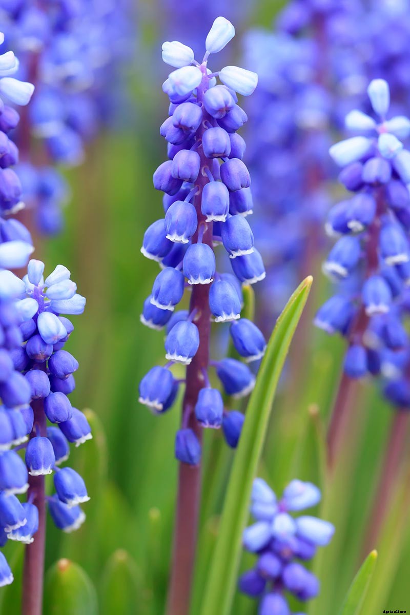 How to Grow and Care for Grape Hyacinth