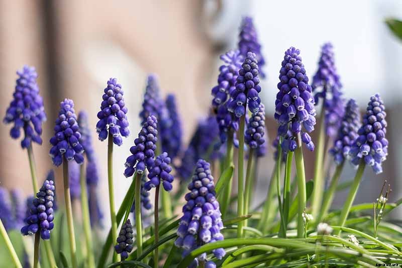 How to Grow and Care for Grape Hyacinth