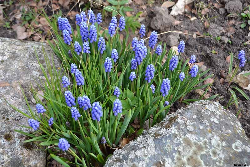 How to Grow and Care for Grape Hyacinth
