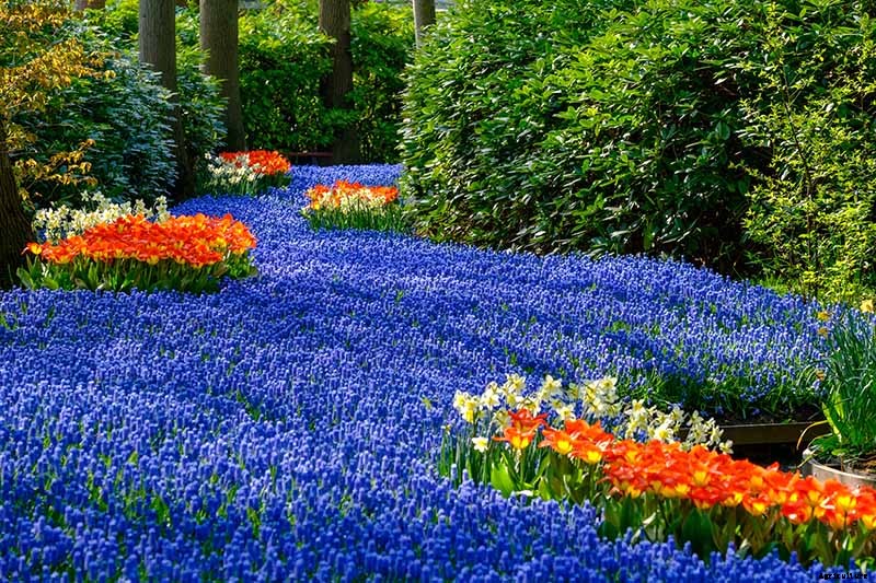 How to Grow and Care for Grape Hyacinth