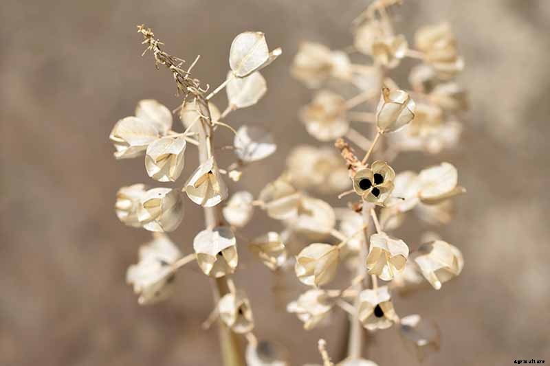 How to Grow and Care for Grape Hyacinth