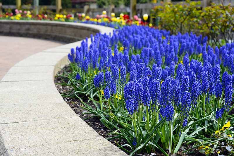 How to Grow and Care for Grape Hyacinth