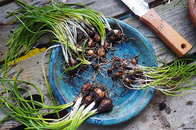 How to Grow and Care for Grape Hyacinth