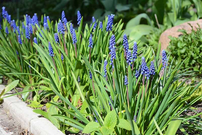 How to Grow and Care for Grape Hyacinth