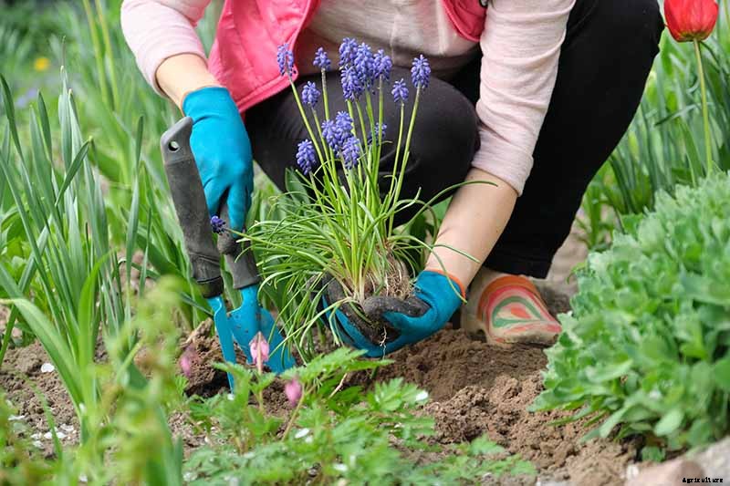 How to Grow and Care for Grape Hyacinth