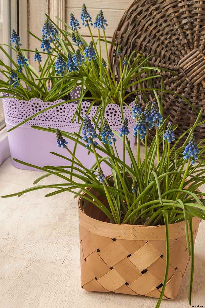 How to Grow and Care for Grape Hyacinth