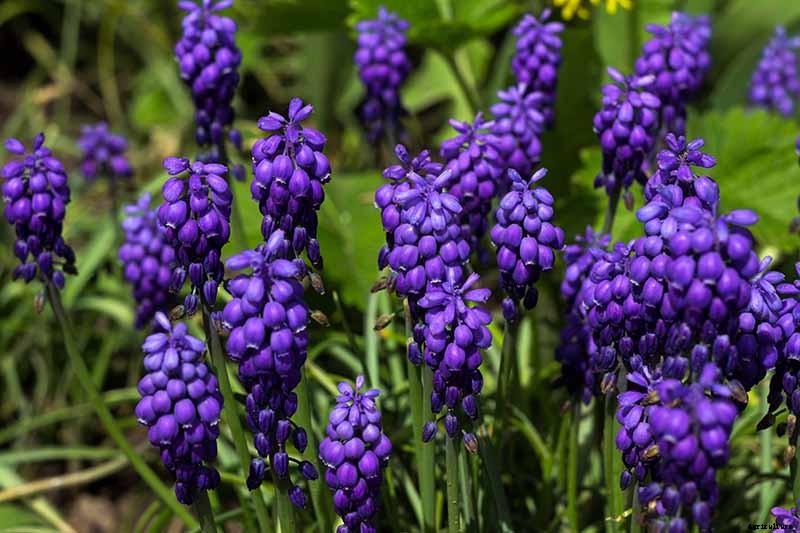 How to Grow and Care for Grape Hyacinth