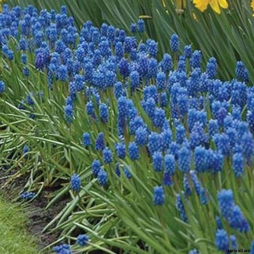 How to Grow and Care for Grape Hyacinth