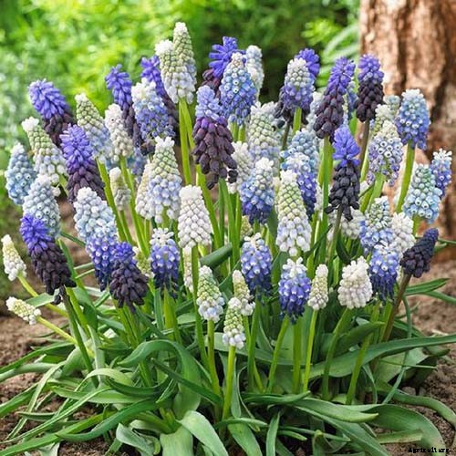 How to Grow and Care for Grape Hyacinth