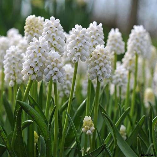 How to Grow and Care for Grape Hyacinth