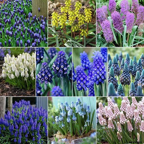 How to Grow and Care for Grape Hyacinth