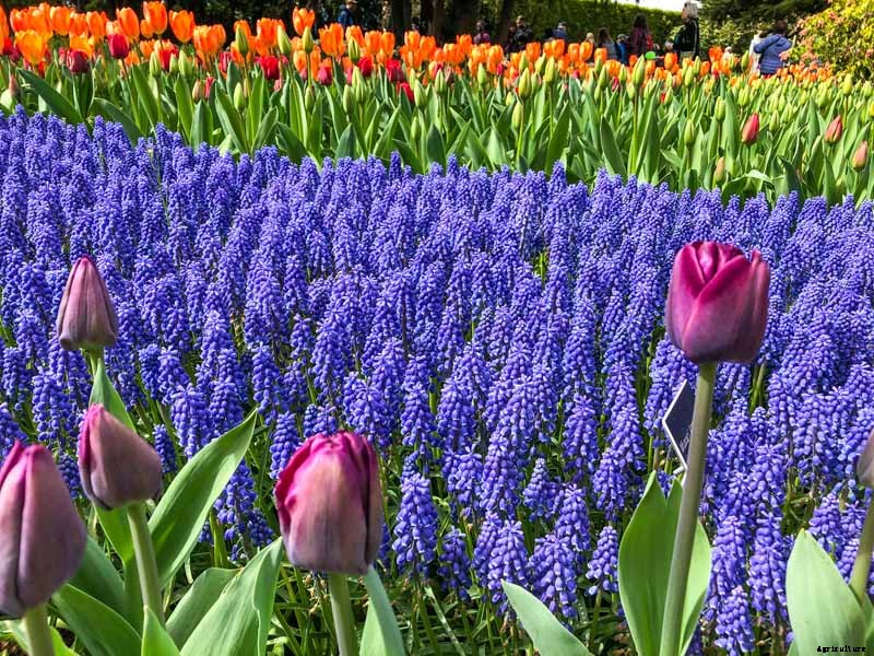 How to Grow and Care for Grape Hyacinth