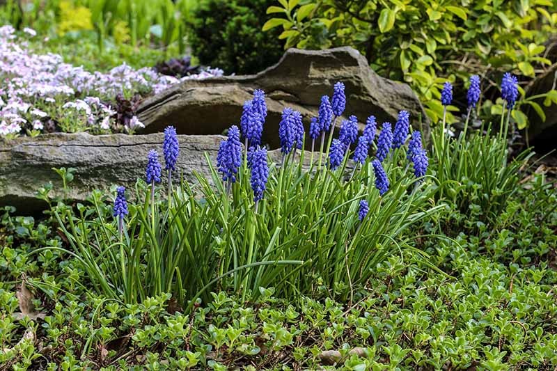 How to Grow and Care for Grape Hyacinth