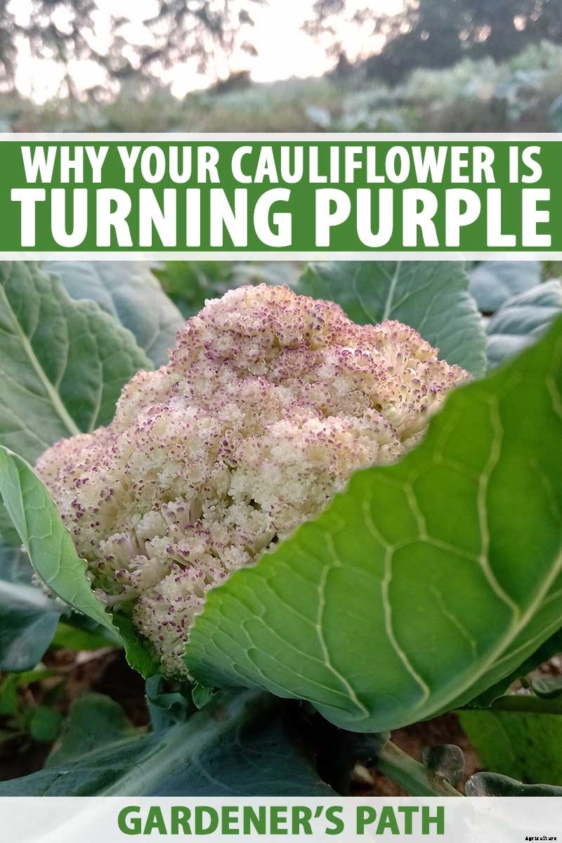 Why Is My Cauliflower Turning Purple?