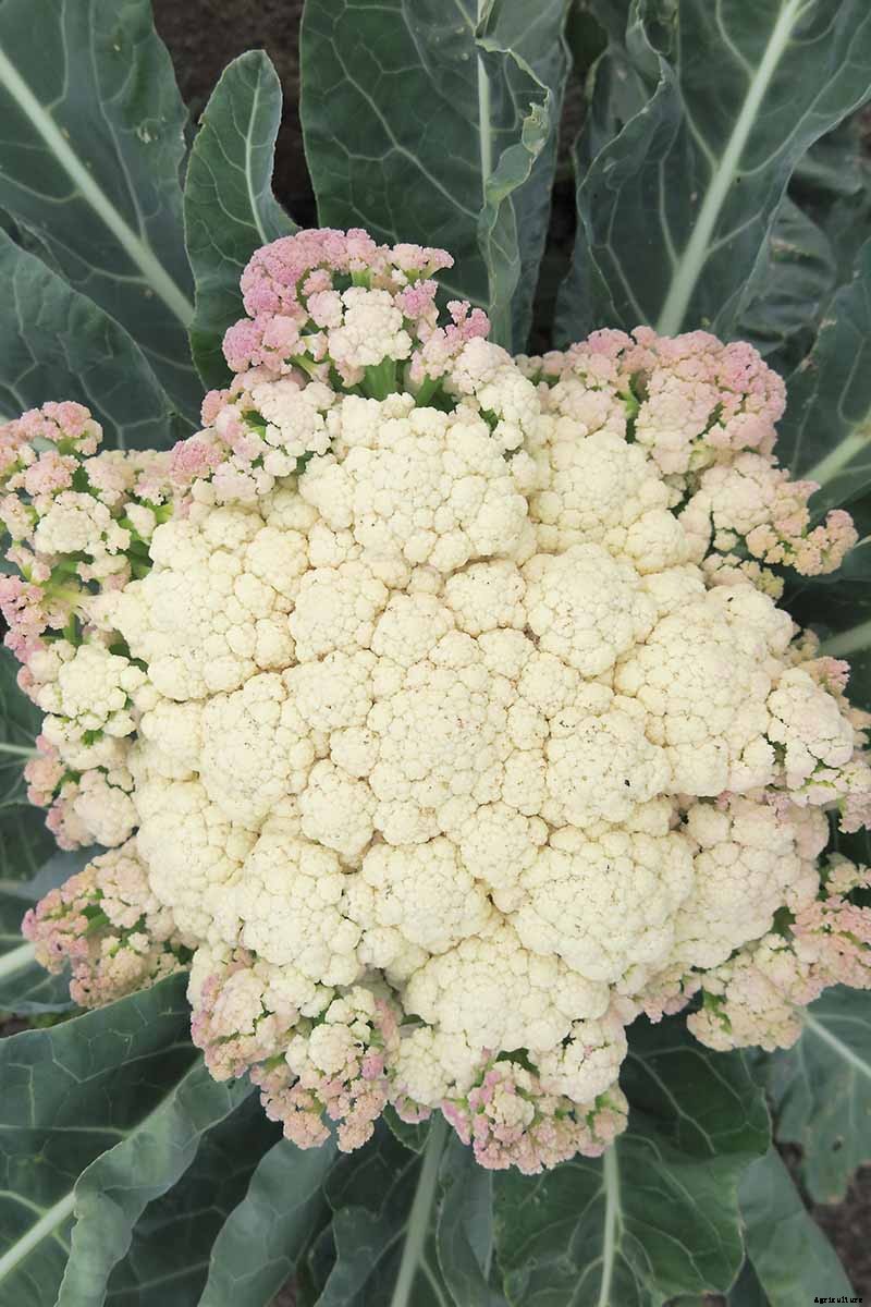 Why Is My Cauliflower Turning Purple?