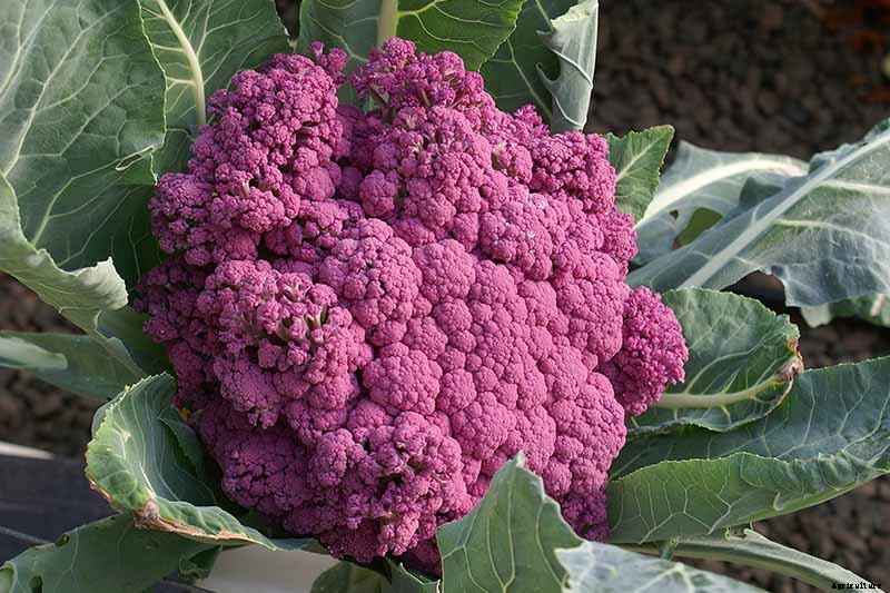 Why Is My Cauliflower Turning Purple?