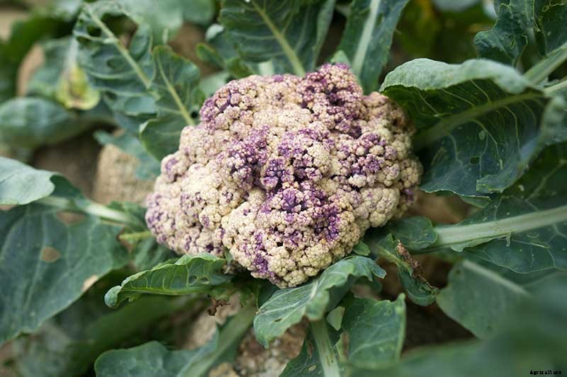 Why Is My Cauliflower Turning Purple?