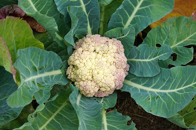 Why Is My Cauliflower Turning Purple?