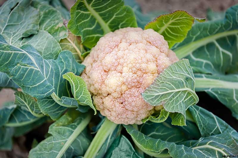 Why Is My Cauliflower Turning Purple?