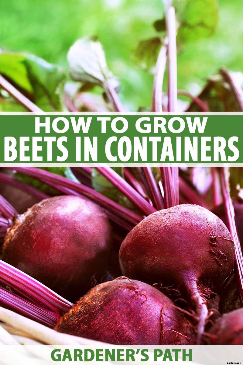How to Grow Beets in Containers