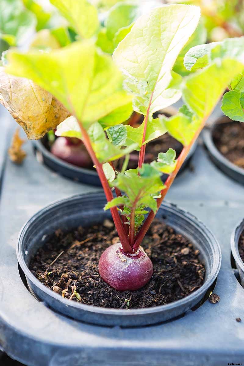 How to Grow Beets in Containers
