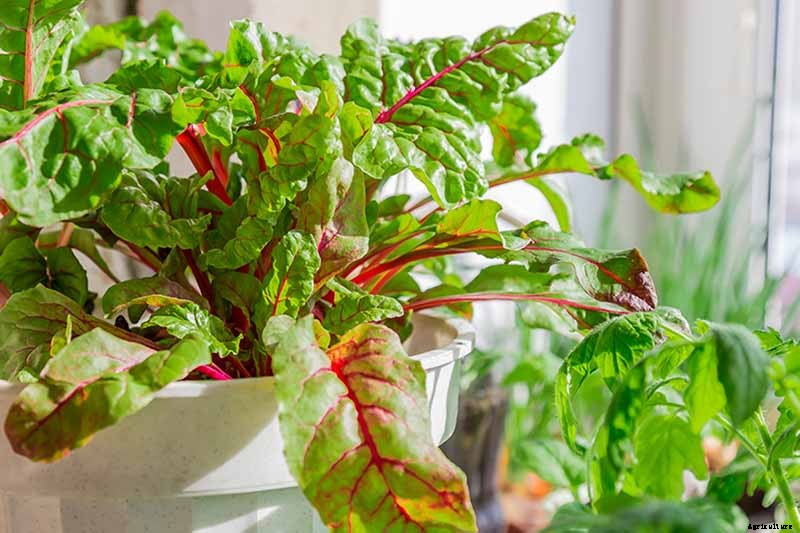 How to Grow Beets in Containers