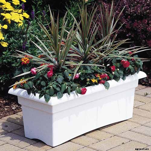 How to Grow Beets in Containers