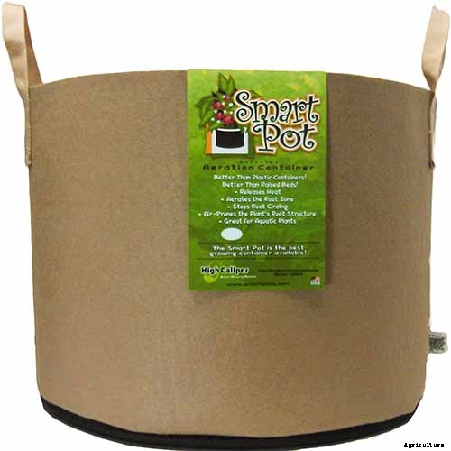 How to Grow Beets in Containers