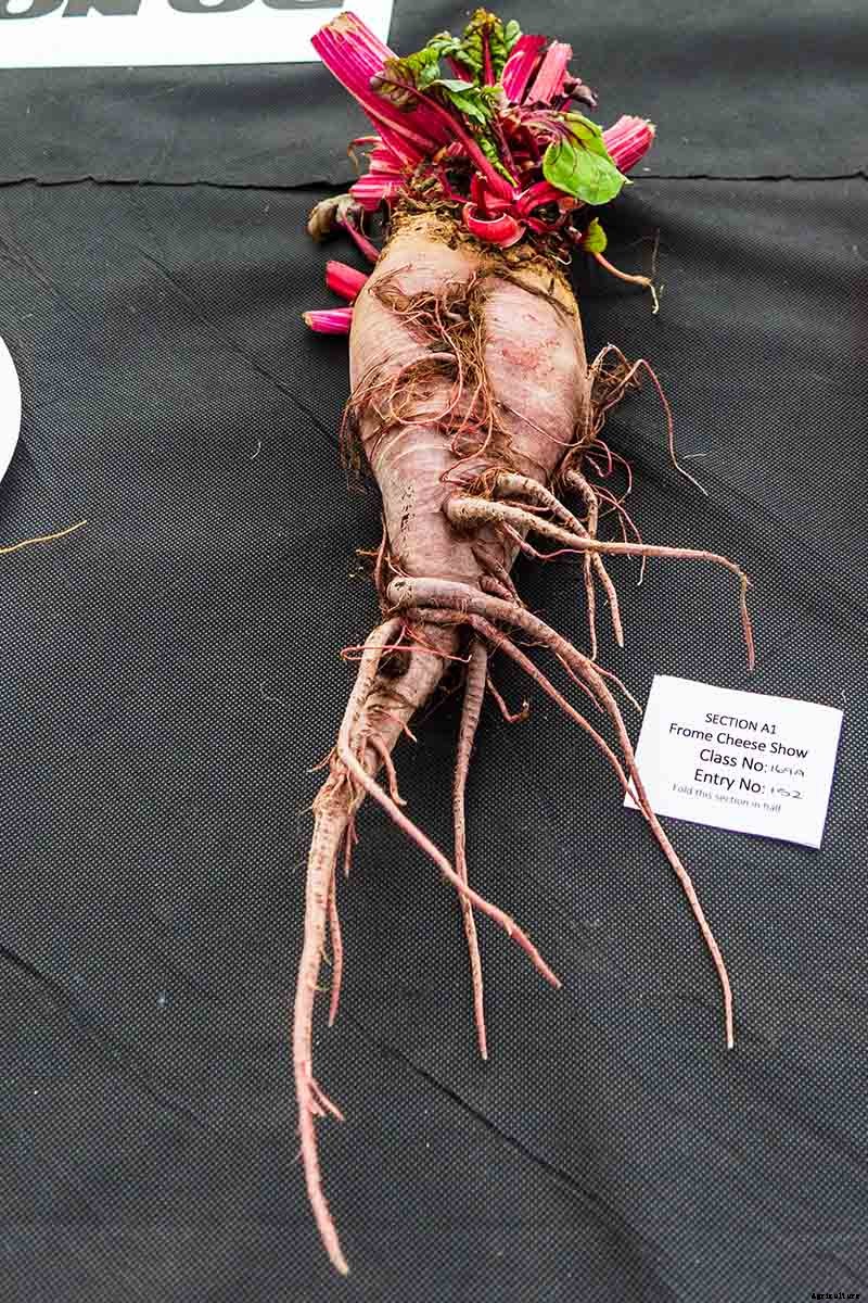 How to Grow Beets in Containers