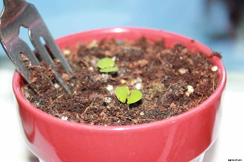 How to Grow Beets in Containers