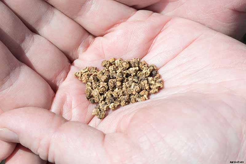 How to Grow Beets in Containers