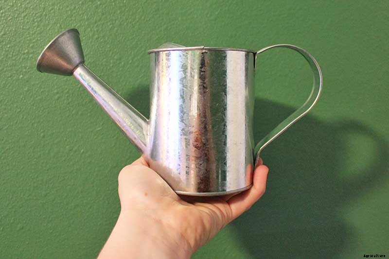 How to Grow Beets in Containers