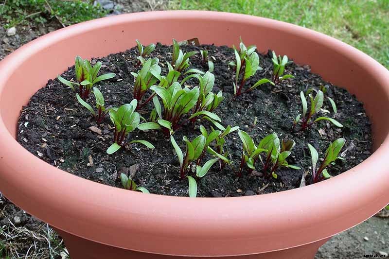 How to Grow Beets in Containers